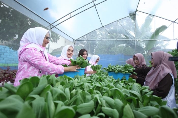 Ekosistem urban farming yang dijalankan ibu-ibu Kelurahan Sudirejo I. (Dok. BRI)