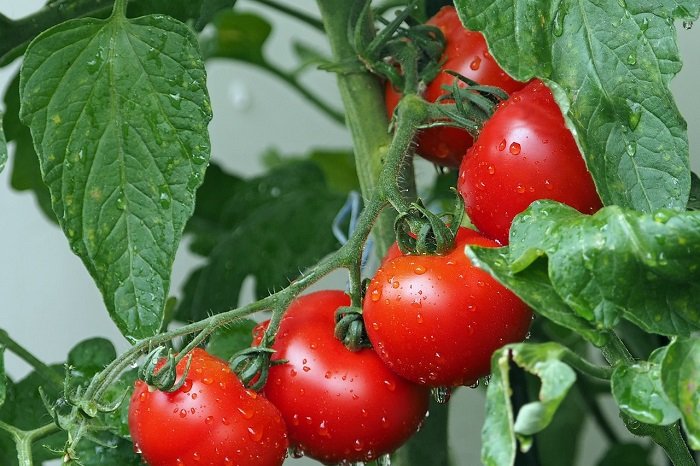 Tomat dikenal sebagai buah yang rendah kalori dan lemak serta kaya akan vitamin dan mineral. (Pixabay.com/@kie-ker)