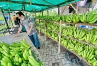 Klaster Usaha Pisang Cavendish Sumber Makmur Organik Wonorejo. (Dok. BRI)