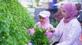 Corporate Social Responsibility (CSR) BRI Peduli Bertani di Kota ‘BRInita’ x Kelompok Dasawisma Pisang. (Dok. BRI)