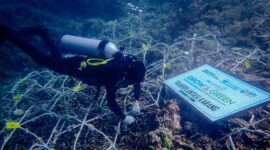 BRI Menanam Grow & Green Bantu Jaga Ekosistem Laut. (Dok. Bank BRI)