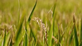 Bapanas menegaskan agar Perum Bulog menyerap produksi dalam negeri sebanyak-banyaknya pada periode panen raya. (Pixabay.com/manseok_Kim)

