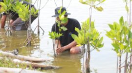 Melalui Program BRI Menanam - Grow & Green Penanaman, bantuan bibit mangrove tersebut diharapkan dapat memberi dampak positif bagi lingkungan khususnya memulihkan ekosistem di wilayah Muaragembong. (Dok. BRI)