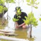 Melalui Program BRI Menanam - Grow & Green Penanaman, bantuan bibit mangrove tersebut diharapkan dapat memberi dampak positif bagi lingkungan khususnya memulihkan ekosistem di wilayah Muaragembong. (Dok. BRI)