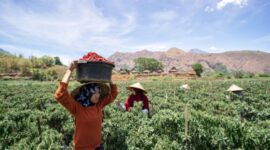 BRI berhasil menjaga rasio kredit bermasalah atau non performing loan (NPL) khususnya untuk segmen UMKM hingga akhir Triwulan II 2024. (Dok. BRI)