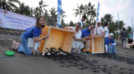 Bakti BCA telah mendukung pelepasan lebih dari 24.000 tukik, merelokasi lebih dari 400 sarang telur penyu, dan menanam 300 pandan laut sebagai tanaman vegetasi pantai. (Dok. bca.co.id)