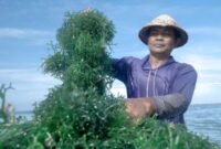 BRI melalui KUR BRI dukung edukasi serta permodalan untuk meningkatkan kapasitas produksi sebagian besar petani rumput laut Dusun Semaya, Desa Suana, Nusa Penida, Bali. (Dok. BRI)