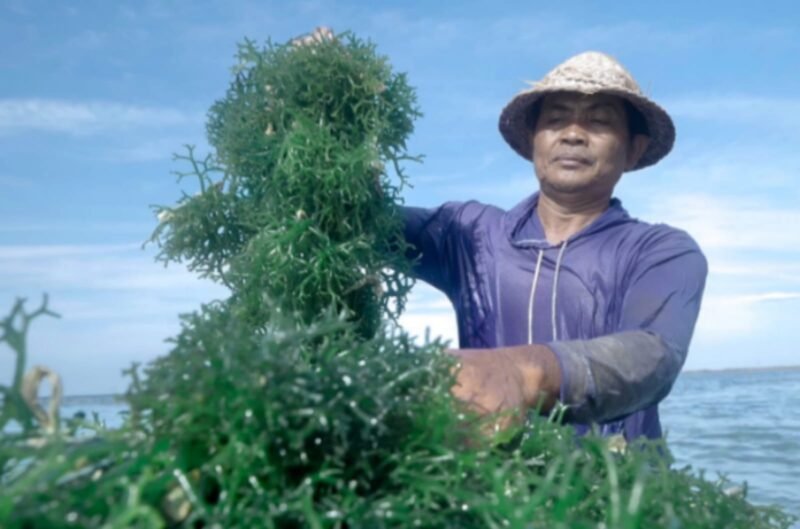 BRI melalui KUR BRI dukung edukasi serta permodalan untuk meningkatkan kapasitas produksi sebagian besar petani rumput laut Dusun Semaya, Desa Suana, Nusa Penida, Bali. (Dok. BRI)