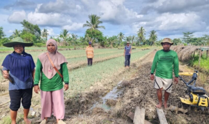 Klaster Usaha Barokah Sayur di Isano Mbias, di kawasan Distrik Tanah Miring, Distrik Merauke, Papua Selatan. (Dok. BRI)