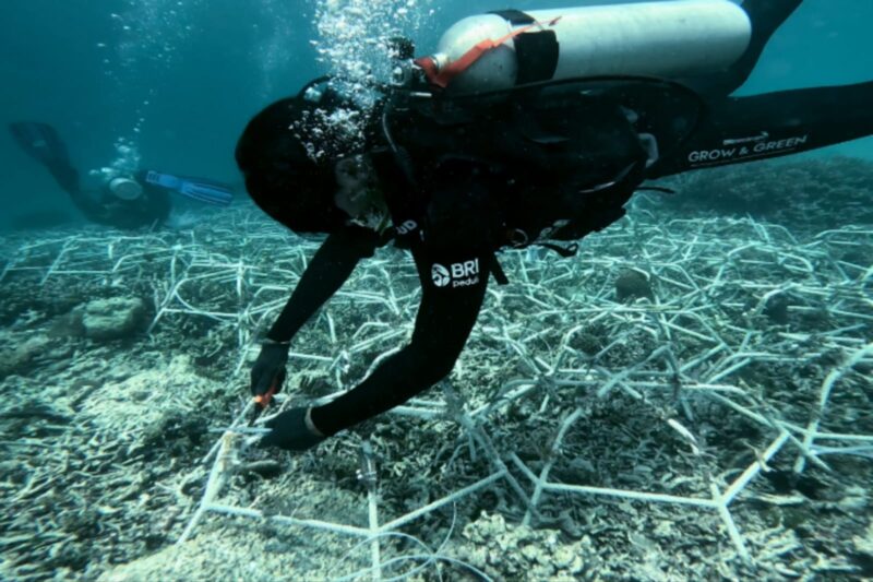 Program BRI Menanam - Grow and Green di Pulau Kapoposang, Kabupaten Pangkajene Kepulauan (Pangkep), Sulawesi Selatan. (Dok. BRI).