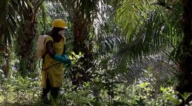 Perkebunan sawit PGUN di Kalimantan Selatan, pusat produksi utama yang menopang lonjakan laba semester I 2025. (Dok. pradiksi.co.id)