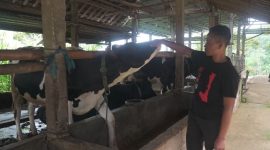 Tommy Wavolta sukses bangun Dara Farm berkat KUR BRI. Produksi pakan ternak capai 15 ton per bulan, pasok hingga luar daerah. (Dok. BRI)