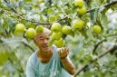 Photo shows a joyful farmer looking at a Yulu fragrant pear in Xi County of Shanxi Province, north China.