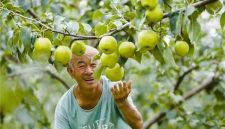 Photo shows a joyful farmer looking at a Yulu fragrant pear in Xi County of Shanxi Province, north China.